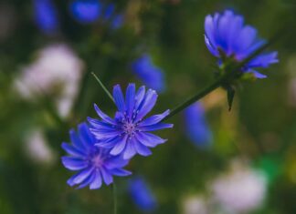 Bluebonnet