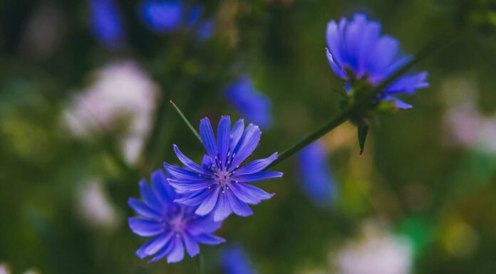 Bluebonnet