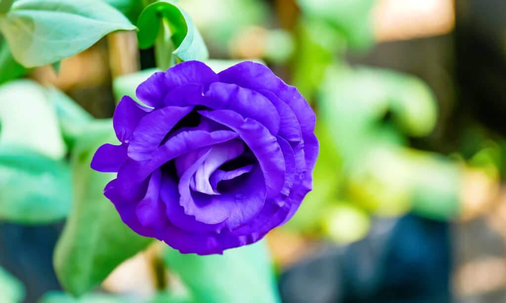 Campanula del Texas