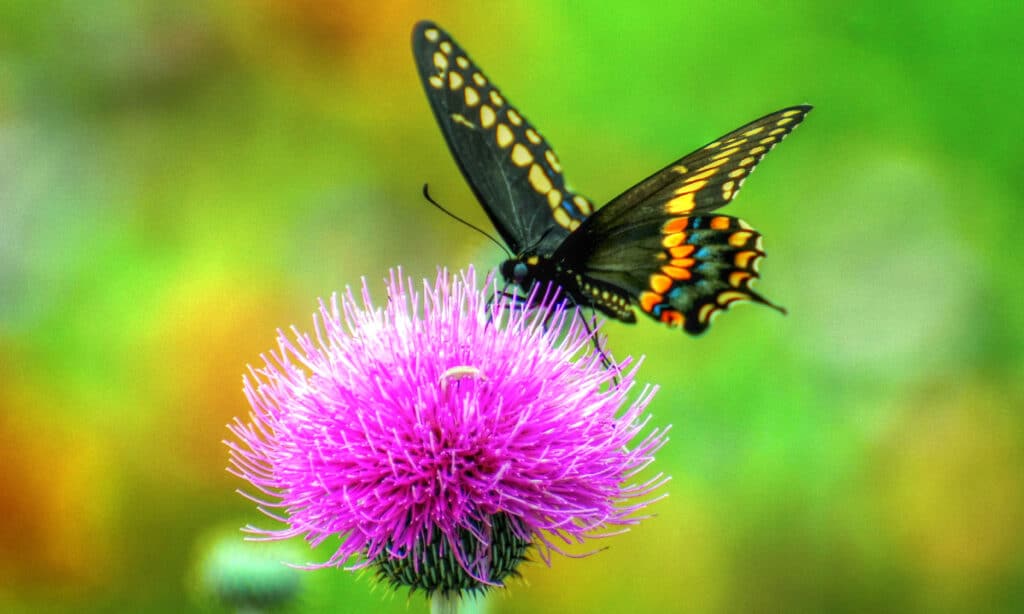 Texas Thistle