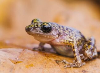 American Bullfrog