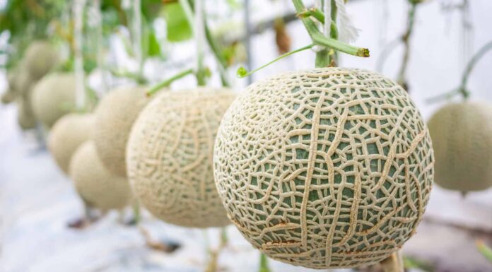 Muskmelon vs Cantaloupe