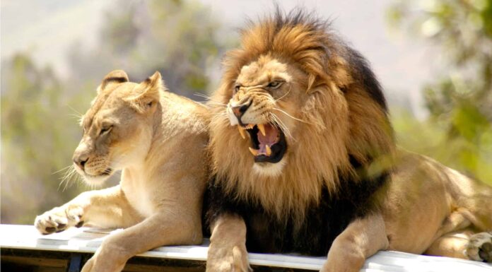 Quanti Lions sono rimasti nel mondo?
