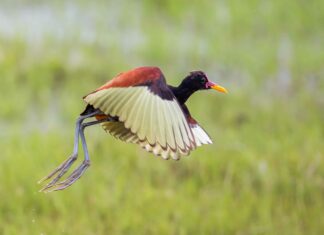 Wattled Jacana
