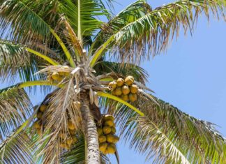 Coconut Tree vs Palm Tree