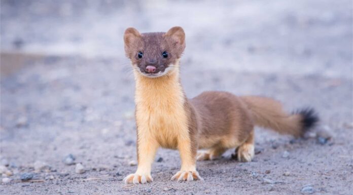 Weasel vs Mongoose: quali sono le 8 differenze chiave?
