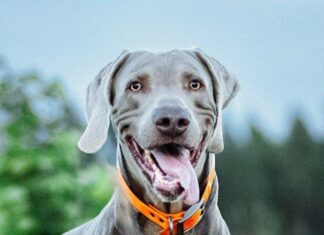 Weimaraner
