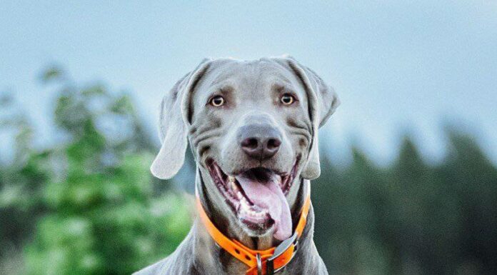 Weimaraner
