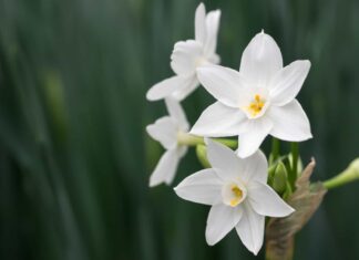 Narcissus vs Daffodil