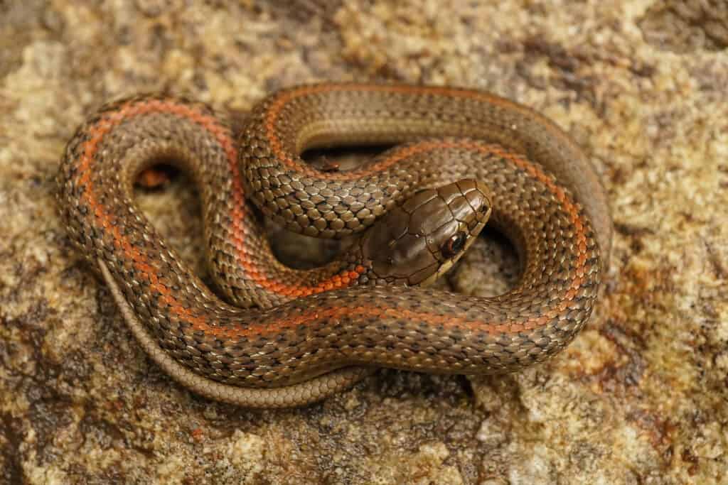 I serpenti giarrettiera nordoccidentali possono avere strisce rosse, gialle, blu, verdi, arancioni o crema.