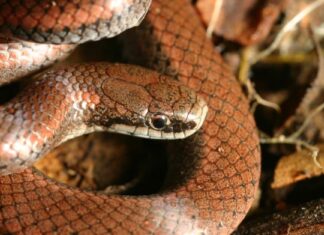 Serpenti velenosi (velenosi) in Oregon
