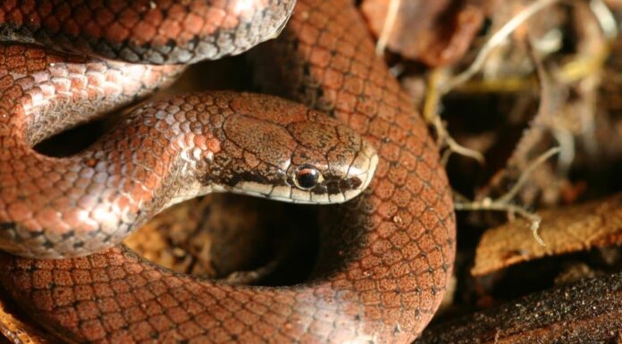 Serpenti velenosi (velenosi) in Oregon

