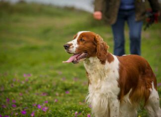 Springer Spaniel gallese
