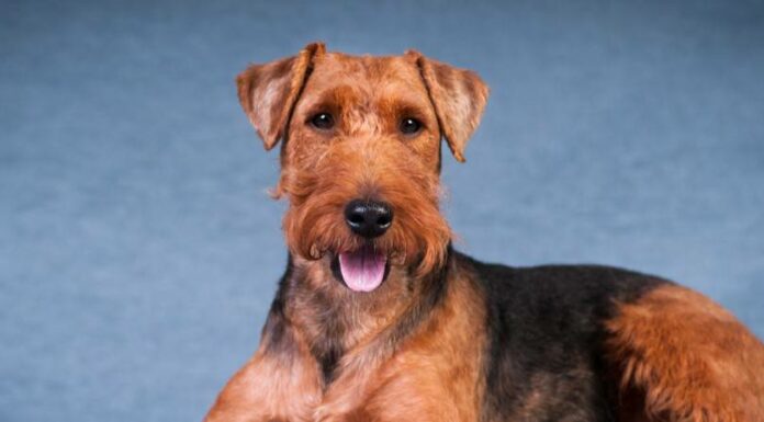 Terrier gallese
