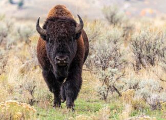 Scopri i 9 animali più grandi del Kansas e dove li troverai
