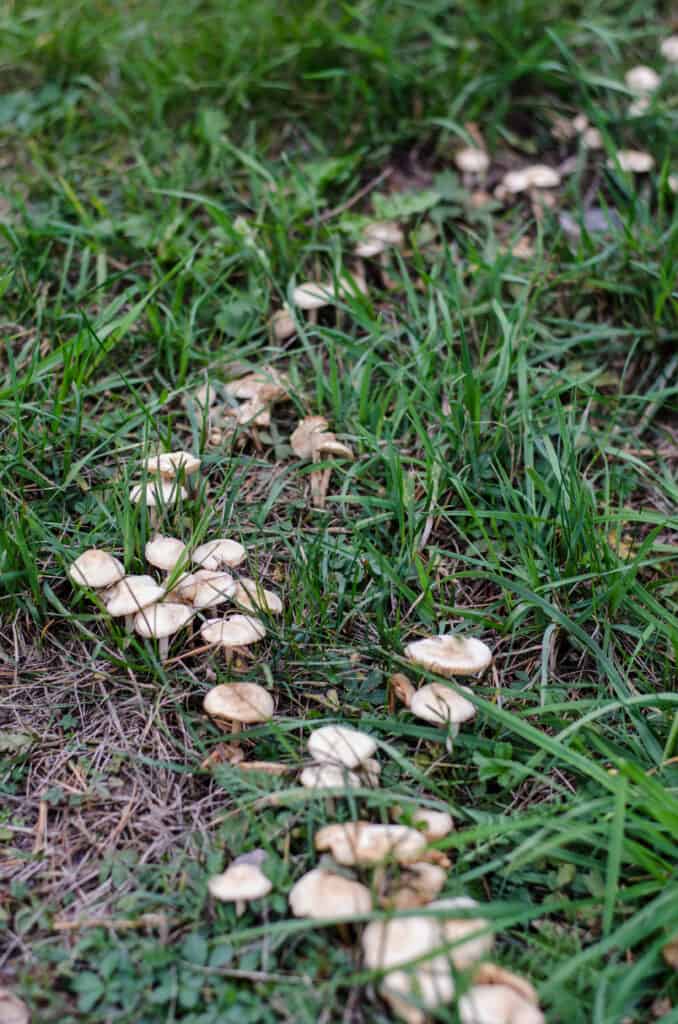 Anello leggiadramente di Marasmius oreades funghi che crescono in erba.