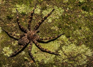 California Trapdoor Spider