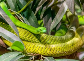 Western Green Mamba