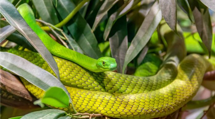 Western Green Mamba