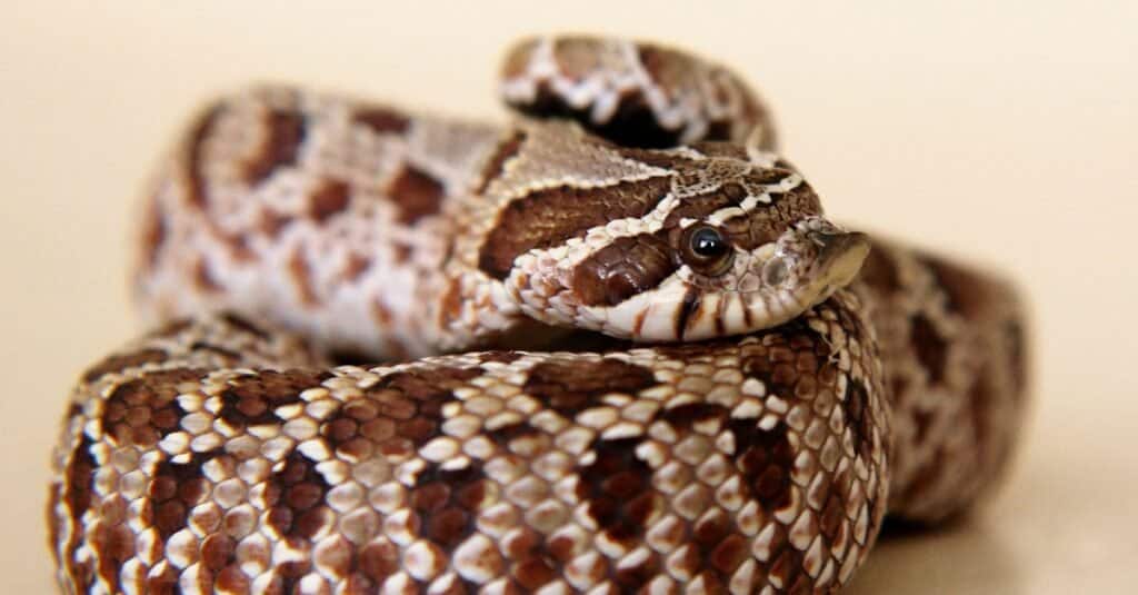 Il serpente dell'Hognose occidentale ha un corpo spesso ed è leggermente più piccolo dell'Hognose orientale.