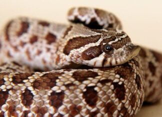 Western Hognose snakes have an an upturned scale at the tip of their nose that helps them dig through sand and loose soil.