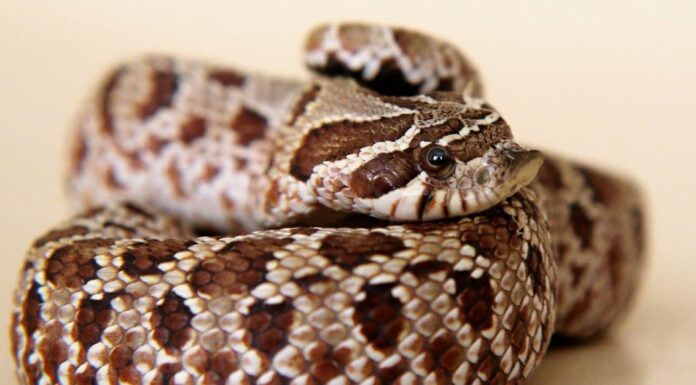 Western Hognose snakes have an an upturned scale at the tip of their nose that helps them dig through sand and loose soil.