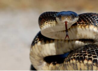 Western rat snake