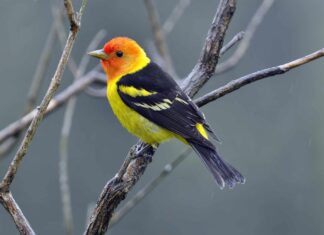 tanager occidentale
