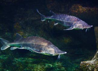 River Monsters: scopri il pesce più grande del fiume Potomac
