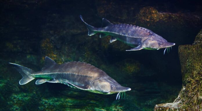 River Monsters: scopri il pesce più grande del fiume Potomac
