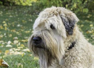 Terrier di grano
