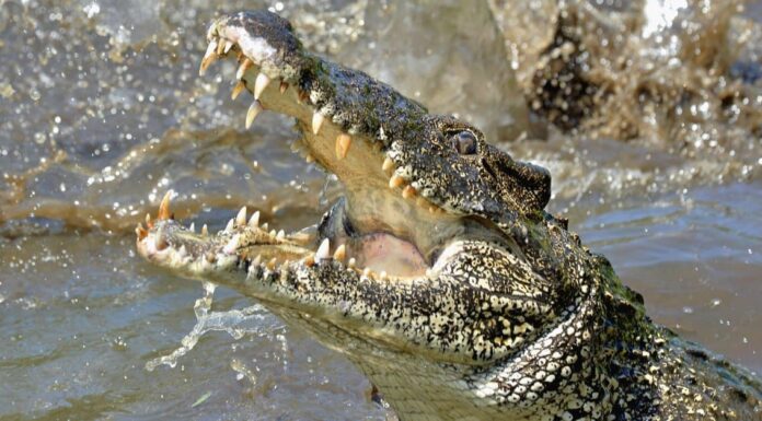 Qual è il fiume più infestato da coccodrilli del mondo?
