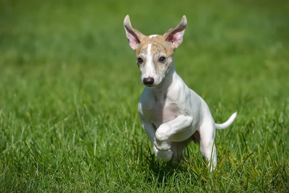 Whippet (Canis familiaris) - cucciolo che corre nell'erba