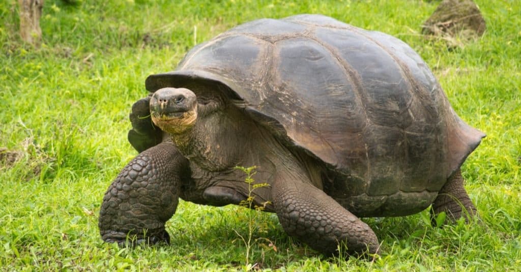 Una tartaruga gigante delle Galapagos, isole Galapagos, Ecuador, Sud America