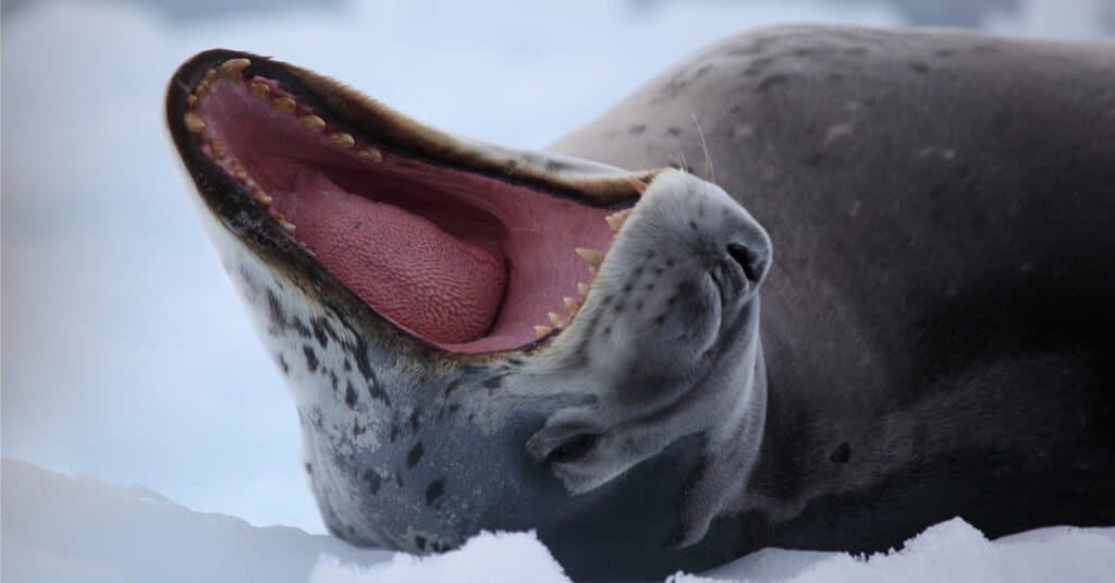 Denti di foca leopardo - Foca leopardo