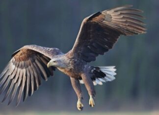 Aquila dalla coda bianca
