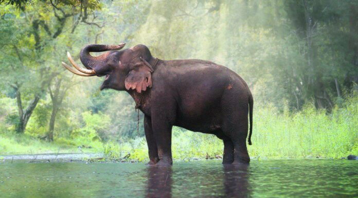 10 incredibili fatti sugli elefanti asiatici

