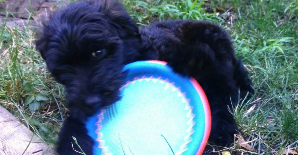 Cucciolo di Whoodle che gioca con il frisbee