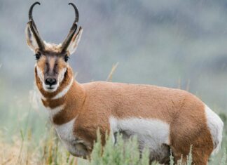 Pronghorn and calf at Custer State Park in the Black Hils of South Dakota.