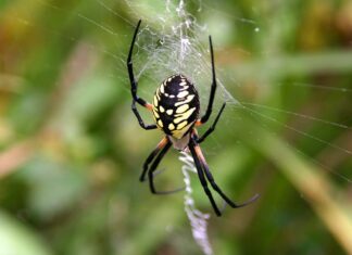 Spiders in Indiana - Star Bellied Orb Weaver Spider