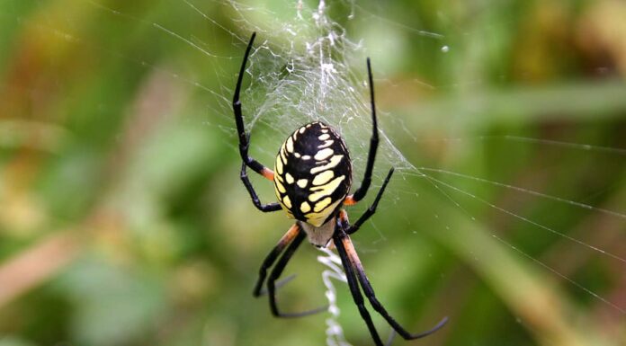Spiders in Indiana - Star Bellied Orb Weaver Spider