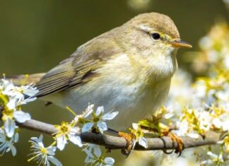 Willow Warbler
