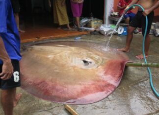 River Monsters: Discover the Biggest Fish Mekong River