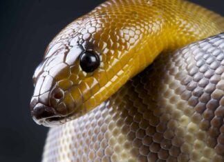 woma python on white background