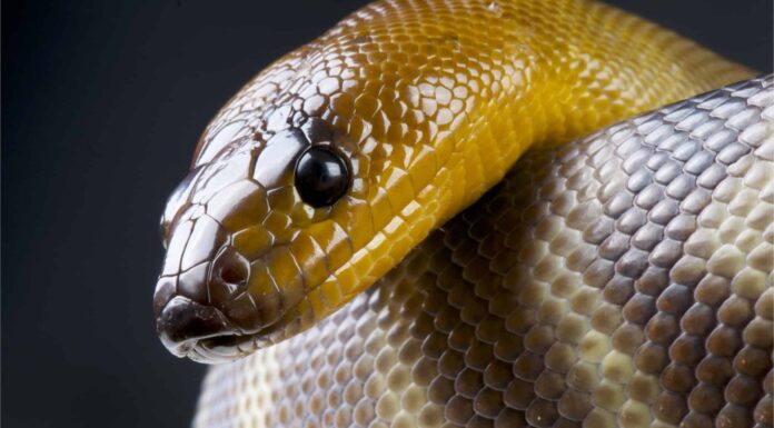woma python on white background