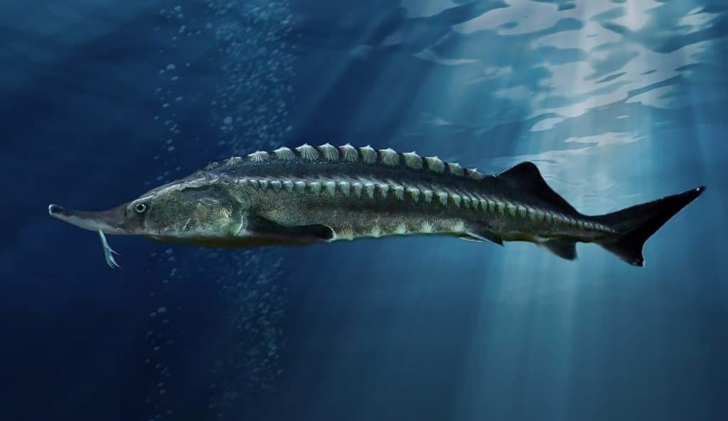 Il pesce più grande del mondo: lo storione beluga
