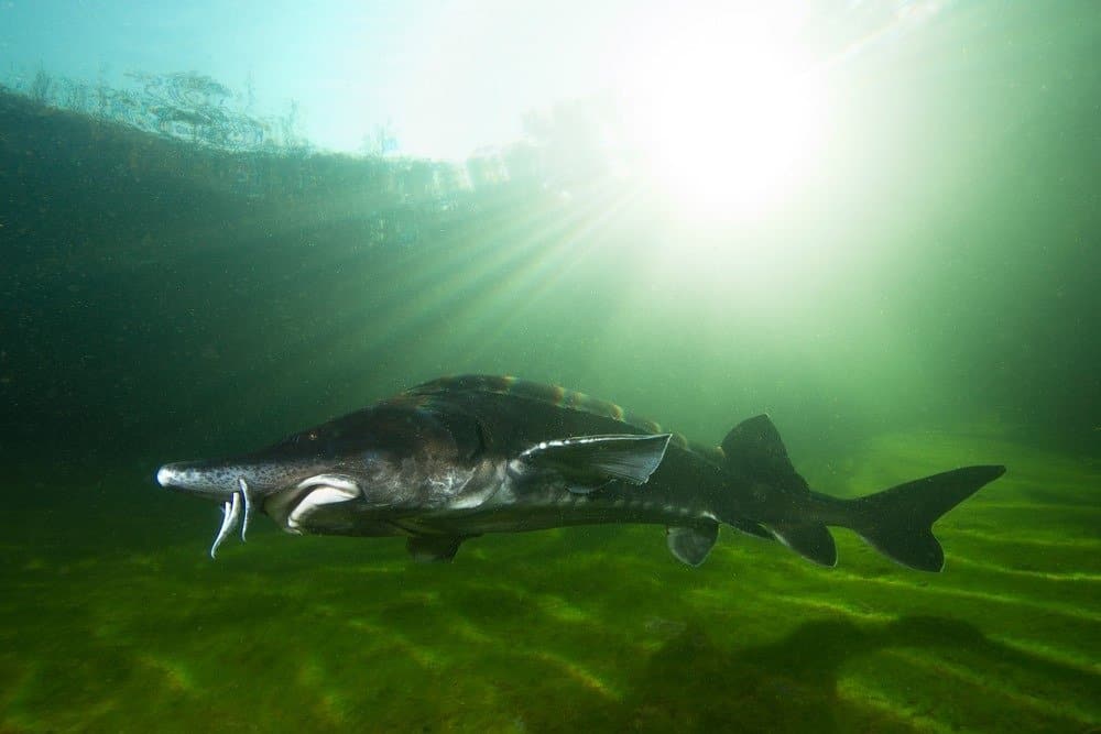 River Monsters: scopri il pesce più grande del Danubio