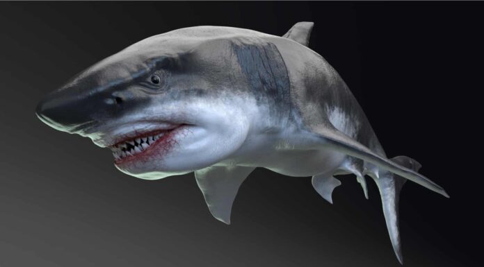 Scopri l'antica creatura che potrebbe mangiare un grande squalo bianco in 1 morso (e un T-Rex in 3 morsi!)

