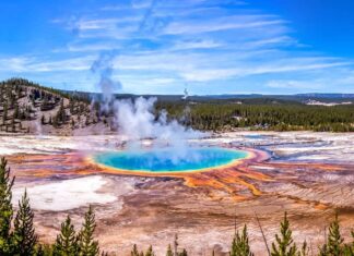 Scopri l'animale più grande che abbia mai vagato nel Parco Nazionale di Yellowstone
