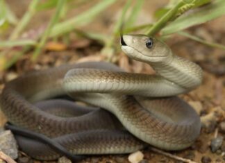 Scopri il serpente velenoso più grande di ogni continente del mondo
